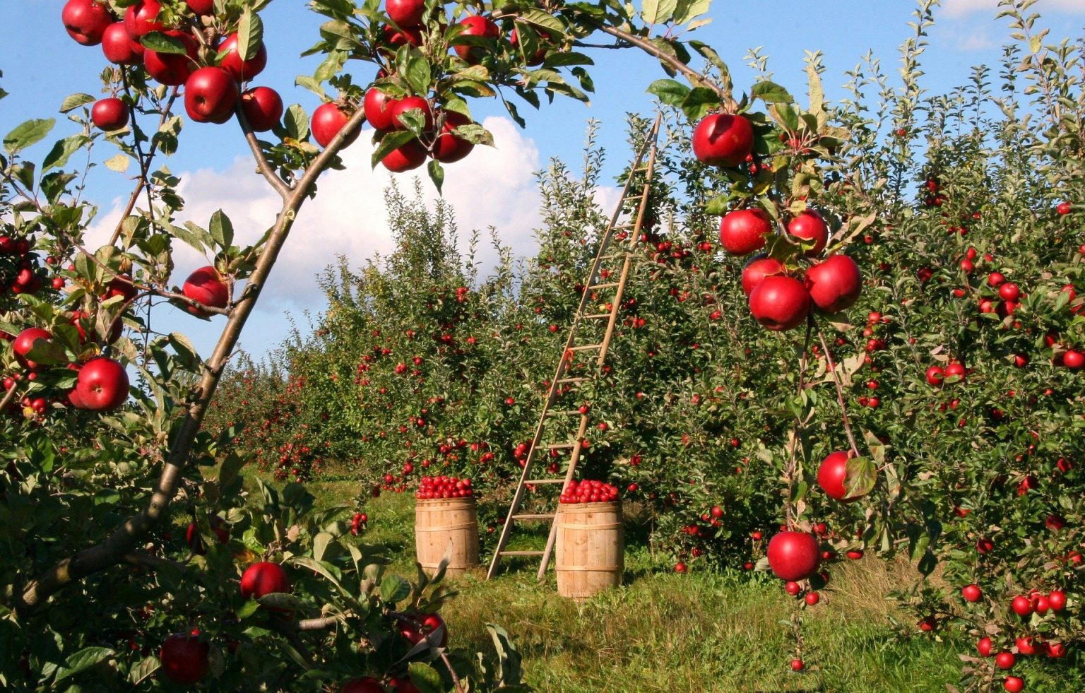 Image d'un verger de pommiers ; pommes rouges ; illustration d'un article pour retrait de subventions